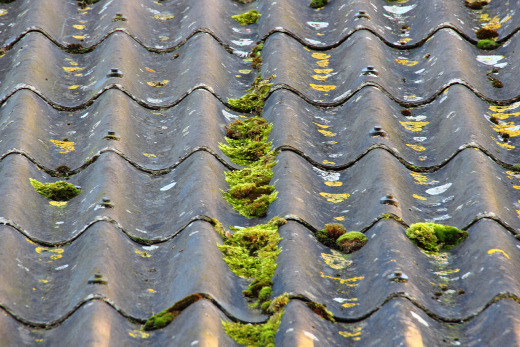 Algae on Roof What Is Roof Algae and How Do I Fix It?