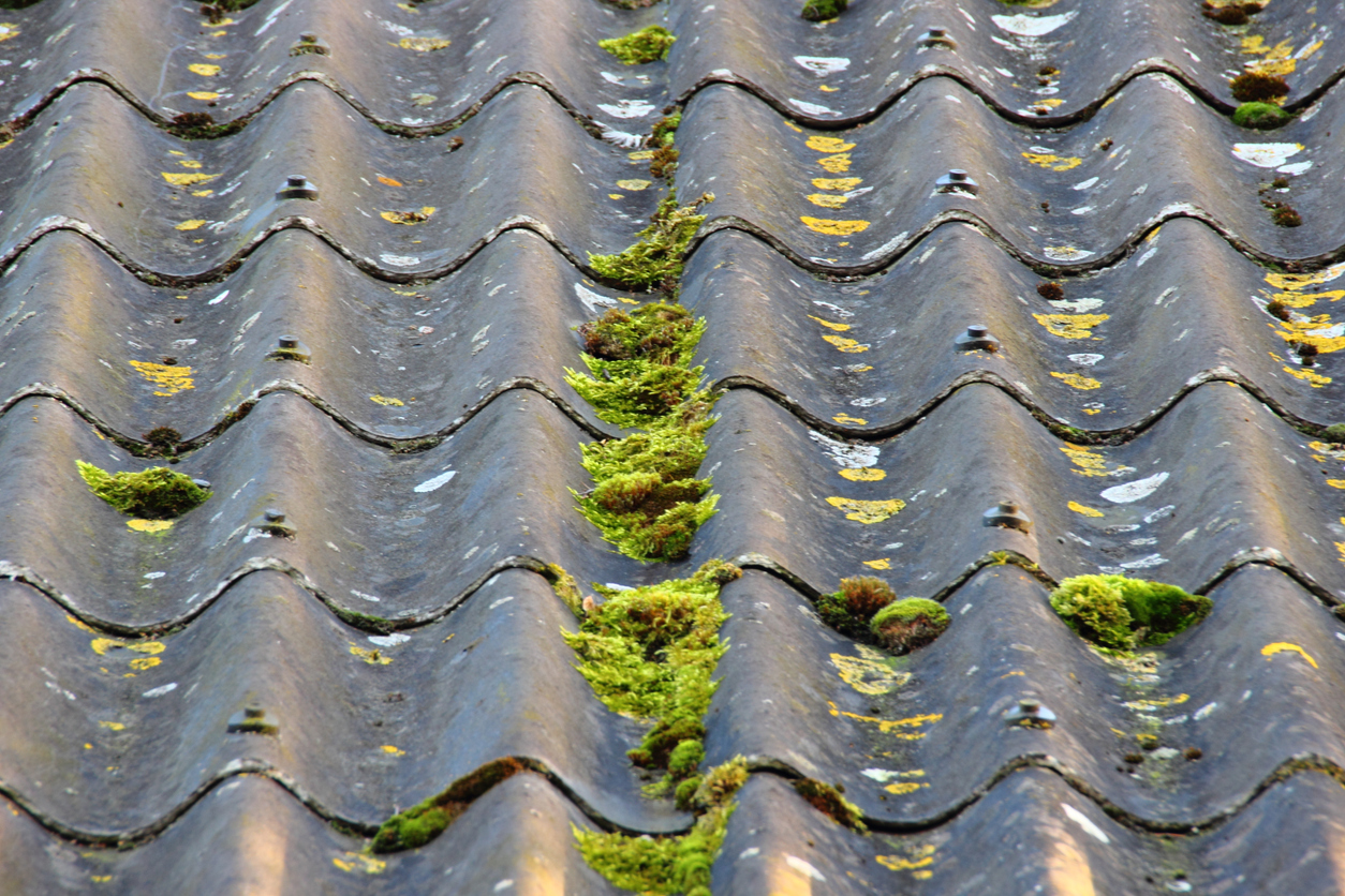 algae on roof